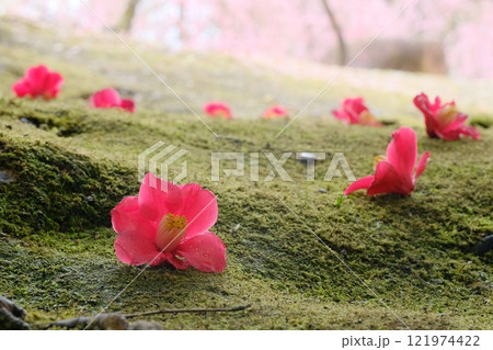 苔の原に落ちた椿の花 121974422
