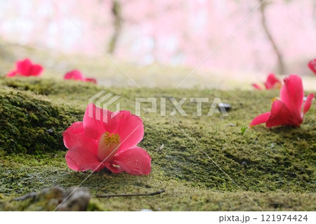 苔の原に落ちた椿の花 苔の原に落ちた椿の花 121974424