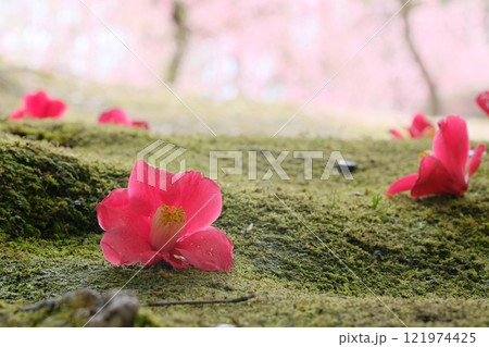 苔の原に落ちた椿の花 121974425