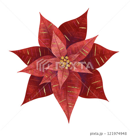 Christmas flower red poinsettia, unique digital handmade illustration isolated on white background. For creating holiday greeting cards and invitations, packaging, printing on textiles, wallpapers. 121974948