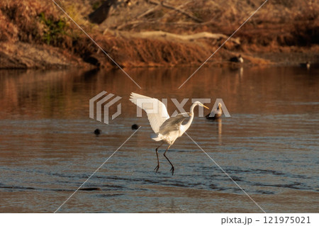 川で餌を探すダイサギ 川で餌を探すダイサギ 121975021
