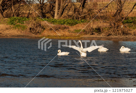 川を進む白鳥の群れ 川を進む白鳥の群れ 121975027