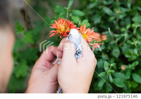 Gentle hands holding a small bird near orange flowers. A moment of connection with nature. 121975140