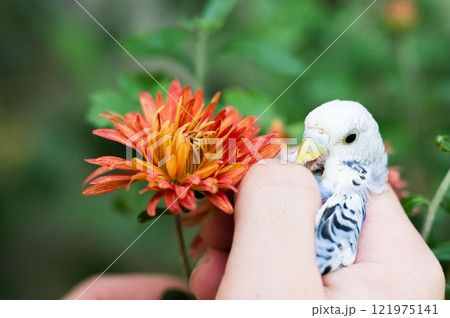 Small bird gently held near an orange flower. Small bird gently held near an orange flower. 121975141