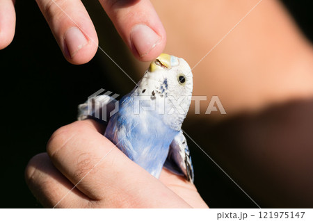Gentle hands hold a small, light blue budgie. 121975147