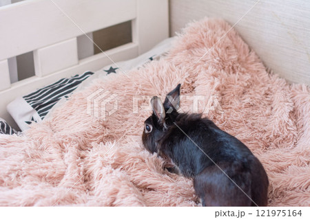 Adorable black rabbit resting on a fluffy pink blanket. Peaceful and cozy scene. 121975164