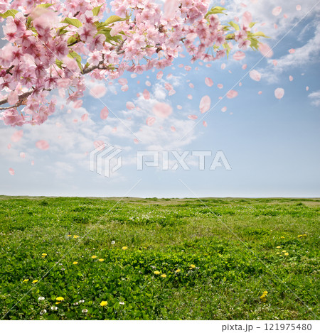 河津桜が咲き花吹雪が舞う、タンポポの草原と春の青空 121975480