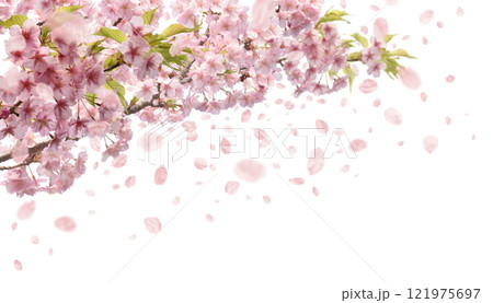 河津桜が咲き花吹雪が舞う、透明な切抜き背景の春の素材 121975697