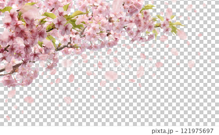 河津桜が咲き花吹雪が舞う、透明な切抜き背景の春の素材 121975697