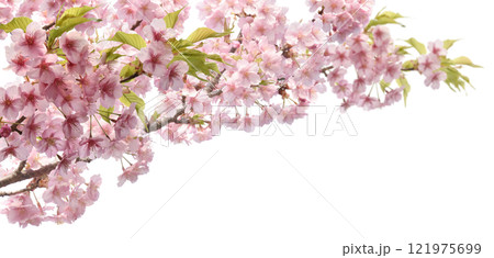 河津桜が満開に咲く、透明な切抜き背景の春の素材 121975699