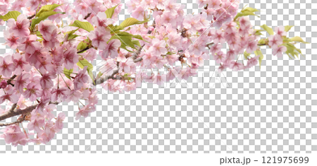 河津桜が満開に咲く、透明な切抜き背景の春の素材 121975699