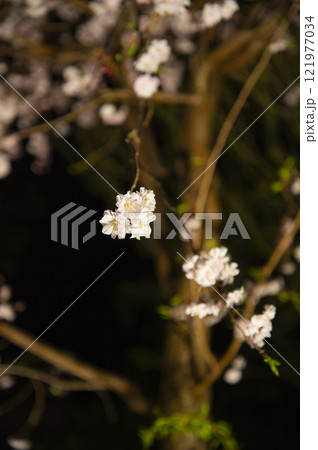 輝く満開の桜 121977034