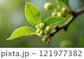 Fresh green leaves and budding fruit on a branch, showcasing early spring growth in a natural setting 121977382
