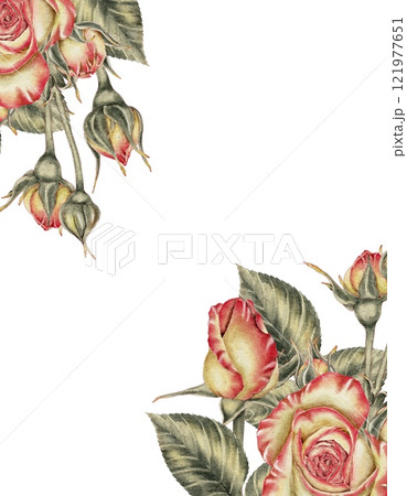 Yellow and pink roses and buds and green leaves composition on white. Watercolor illustration for cards, invitations, holidays Spring, birthday, Valentine's Day, wedding or Mother's Day. 121977651