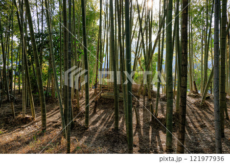 逆光に照らされる光と影　美しい竹林 121977936