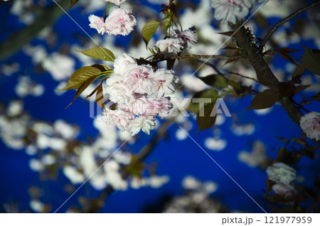 逆光に照らされるサクラ 121977959