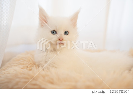 白いフカフカのベッドに入った白いメインクーンの仔猫 121978104