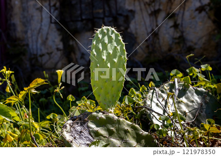 Opuntia cactus in the sunlight, Sicily, Italy 121978350
