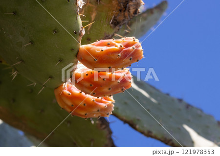 Opuntia cactus with orange fruits, Sicily, Italy Opuntia cactus with orange fruits, Sicily, Italy 121978353