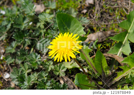 Dandelions field background on spring sunny day. Blooming dandelion. 121978849