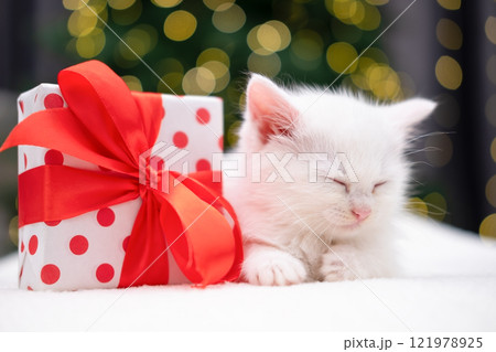 Cute white kitten on Christmas background with bokeh 121978925