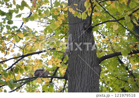 Squirrels on a tree in a city park Squirrels on a tree in a city park 121979518