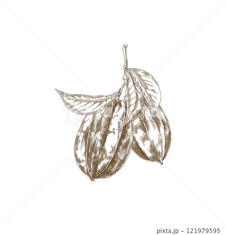 Vector illustration with two carambola fruits on a twig with leaves on a white background. Vector illustration with two carambola fruits on a twig with leaves on a white background. 121979595