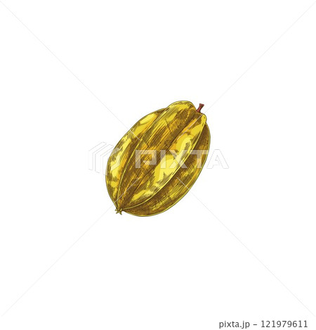 Vector illustration of whole yellow tropical fruit, carambola, hand drawn and isolated. 121979611
