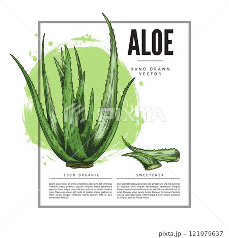 Vector illustration of hand drawn aloe vera in a rectangular frame with space for text. Vector illustration of hand drawn aloe vera in a rectangular frame with space for text. 121979637