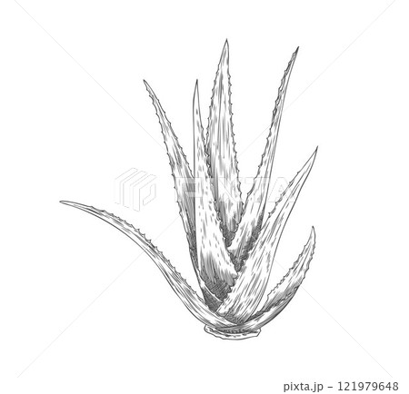 Vector element of healing aloe vera plant with long leaves and thorns on white background 121979648