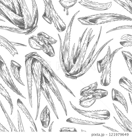 Aloe Vera plant bunch engraved sketch, prickly succulent herbal foliage, medical herb botanical vector seamless pattern Aloe Vera plant bunch engraved sketch, prickly succulent herbal foliage, medical herb botanical vector seamless pattern 121979649