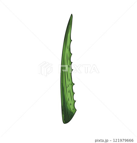 Aloe Vera plant leaf sketch, prickly succulent herbal green foliage, medical organic herb botanical vector hand drawn 121979666