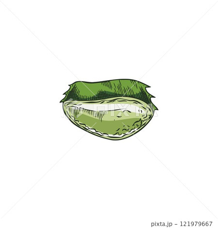 Vector cut green half of aloe vera with spikes and a transparent gel inside 121979667
