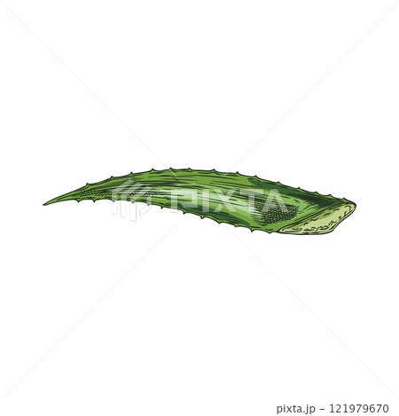 Vector image on a white background with one prickly leaf of medicinal plant aloe vera 121979670