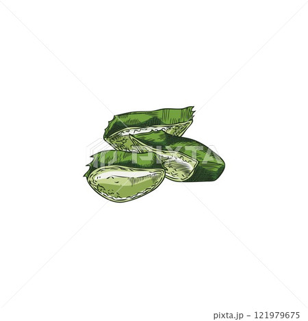 Vector image with cut pieces of a prickly leaf of the medicinal plant aloe vera 121979675