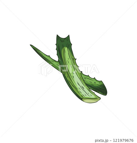 Vector image with two green and prickly leaves of a useful aloe vera plant 121979676