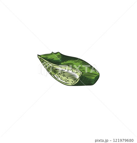 Vector image with a cut piece of aloe leaf with prickles and vitamin-rich gel inside Vector image with a cut piece of aloe leaf with prickles and vitamin-rich gel inside 121979680