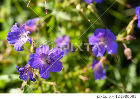 Purple flowers on the riverbank. Geranium pratense. Purple flowers on the riverbank. Geranium pratense. 121980093