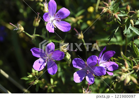 Purple flowers on the riverbank. Geranium pratense. Purple flowers on the riverbank. Geranium pratense. 121980097