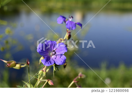 Purple flowers on the riverbank. Geranium pratense. Purple flowers on the riverbank. Geranium pratense. 121980098