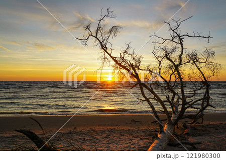 Sunrise on the Baltic Sea coast with tree trunks washed away by coastal erosion in the foreground Sunrise on the Baltic Sea coast with tree trunks washed away by coastal erosion in the foreground 121980300