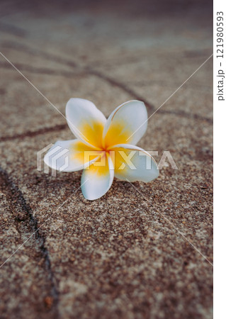 Vung Tau Beach with Blue Sky Flowers and Mother Mary Statue Scenic Coastal View with Coffee Shop Nearby High quality photo Vung Tau Beach with Blue Sky Flowers and Mother Mary Statue Scenic Coastal View with Coffee Shop Nearby High quality photo 121980593