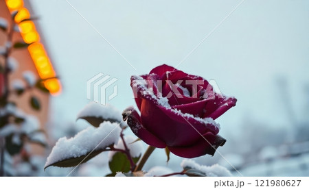 rose flower with snowfall on background rose flower with snowfall on background 121980627