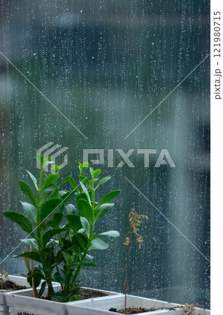 Office Decor with Little Tree and Cactus Creating a Cozy and Modern Workspace. High quality photo 121980715