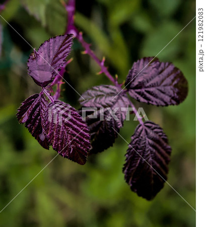 purple leaves hanging 121982083