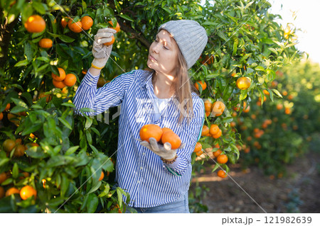 Skilled female gardener gathering crop of ripe tangerines fruits in orchard Skilled female gardener gathering crop of ripe tangerines fruits in orchard 121982639