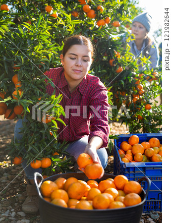 Positive busy young woman farmer worker harvesting local ripe tangerines in garden during sunny day Positive busy young woman farmer worker harvesting local ripe tangerines in garden during sunny day 121982644