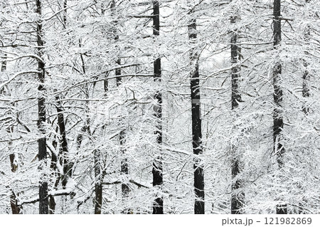The heavy snowfall in a wild park, winter fairy tale in the forest, snow-covered tree branches, large flakes of snow are slowly falling, nobody, snow storm, blizzard The heavy snowfall in a wild park, winter fairy tale in the forest, snow-covered tree branches, large flakes of snow are slowly falling, nobody, snow storm, blizzard 121982869