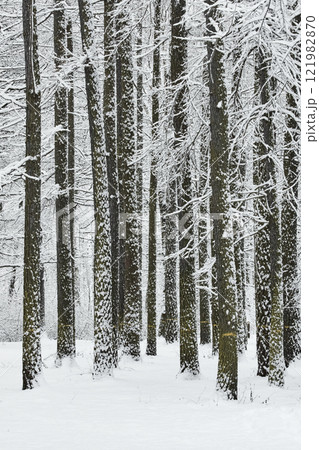 The heavy snowfall in a wild park, winter fairy tale in the forest, snow-covered tree branches, large flakes of snow are slowly falling, nobody, snow storm, blizzard The heavy snowfall in a wild park, winter fairy tale in the forest, snow-covered tree branches, large flakes of snow are slowly falling, nobody, snow storm, blizzard 121982870