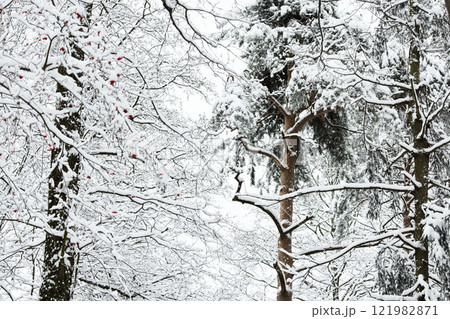 The heavy snowfall in a wild park, winter fairy tale in the forest, snow-covered tree branches, large flakes of snow are slowly falling, nobody, snow storm, blizzard The heavy snowfall in a wild park, winter fairy tale in the forest, snow-covered tree branches, large flakes of snow are slowly falling, nobody, snow storm, blizzard 121982871